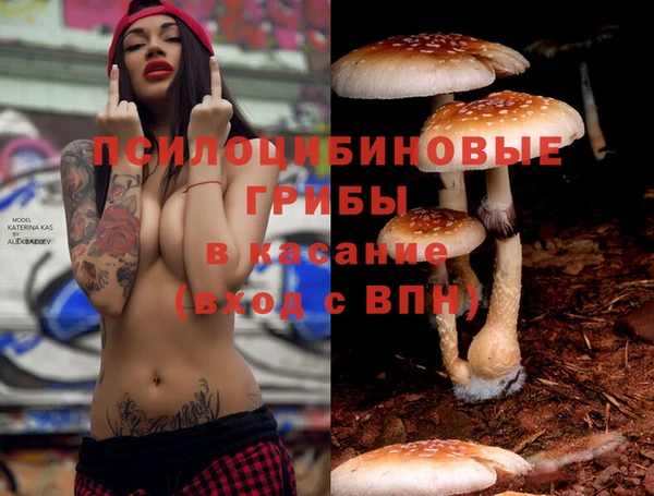 крисы Абаза